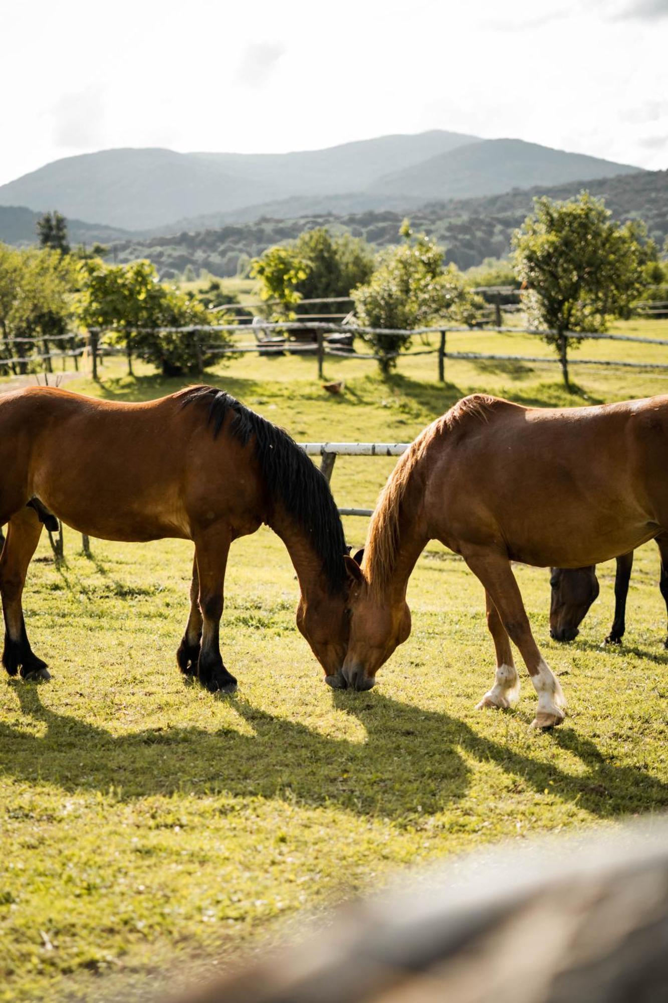 Ranch Terra Hotel Irinovac Buitenkant foto