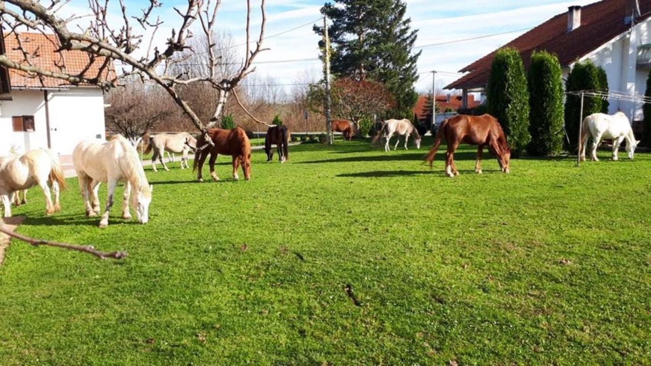 Ranch Terra Hotel Irinovac Buitenkant foto